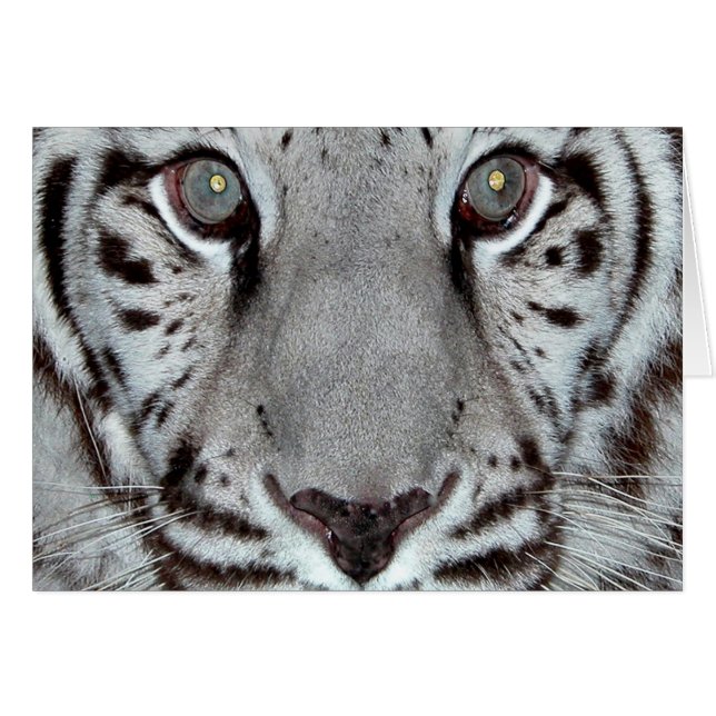White Tiger (Front Horizontal)
