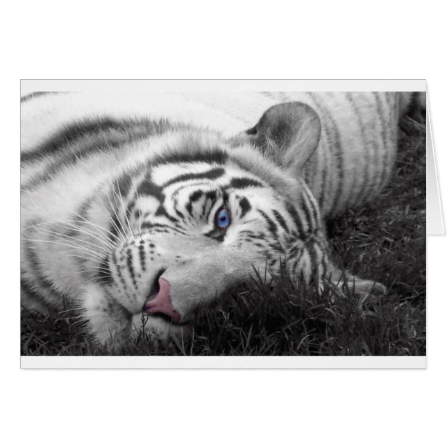 White tiger (Front Horizontal)