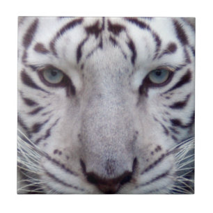 white-tiger2-10x10 tile
