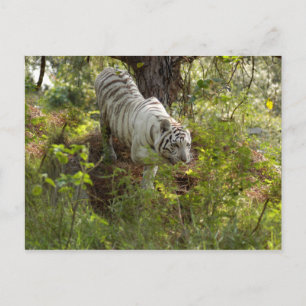 White tiger 010 postcard