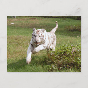 White Tiger 3825e Postcard