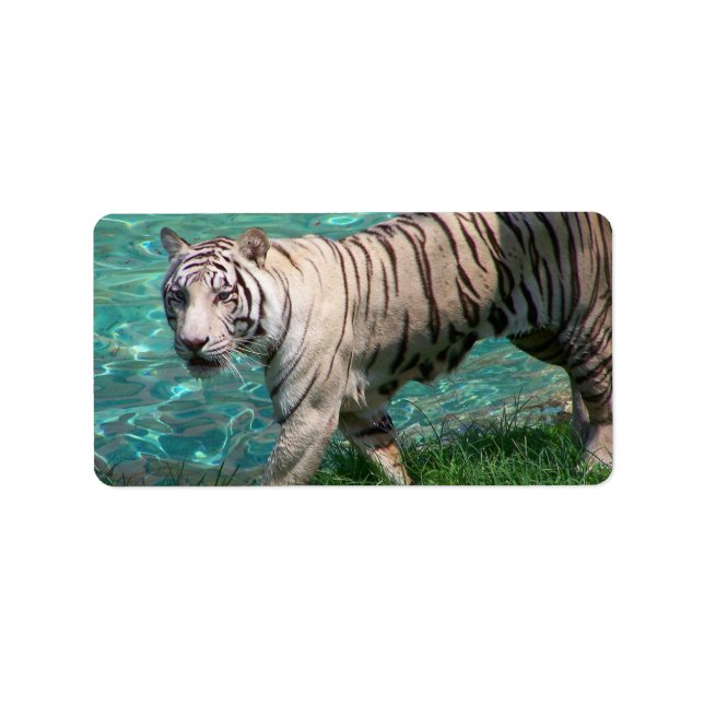 White tiger against blue water walking photograph label (Front)