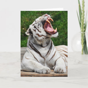 White Tiger, Bengal Tiger Greeting Card