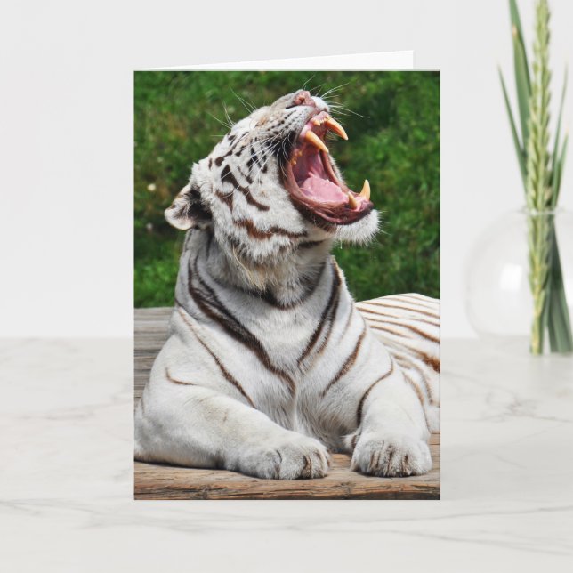 White Tiger, Bengal Tiger Greeting Card (Front)