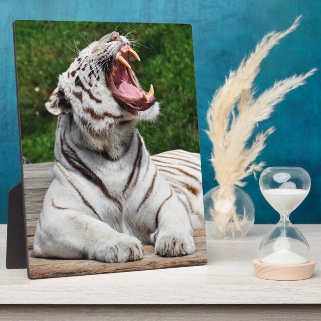 White Tiger, Bengal Tiger Photo Plaque (Side)