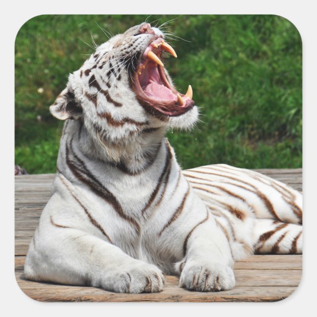 White Tiger, Bengal Tiger Sticker (Front)