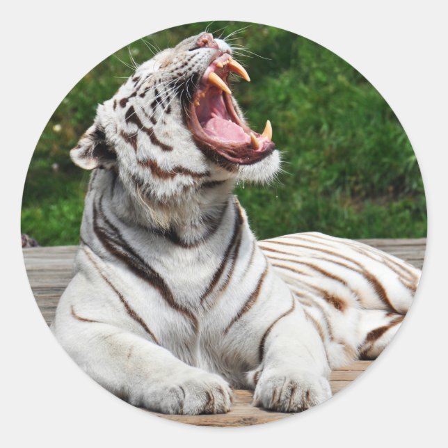 White Tiger, Bengal Tiger Sticker (Front)