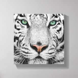 White Tiger Canvas Print