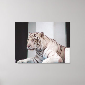 White Tiger Canvas Print