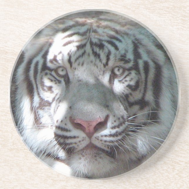 White Tiger Close Up Coaster (Front)
