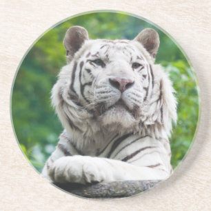 White Tiger coaster