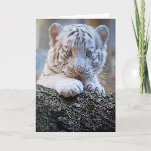 White Tiger Cub Is Paw Licking Good Card (Front)
