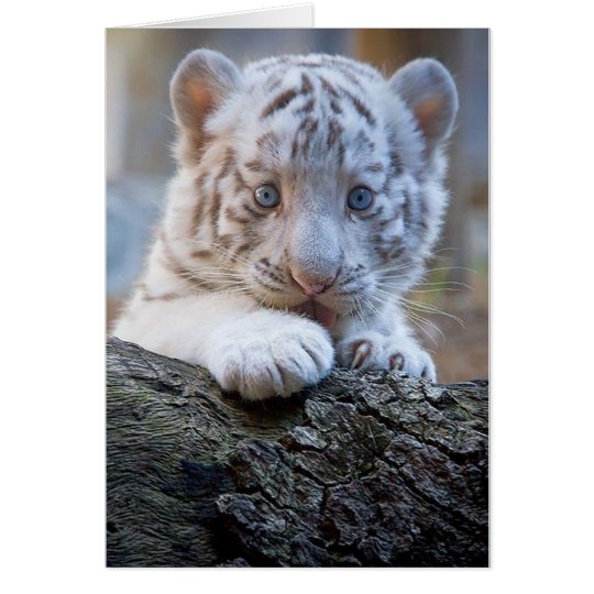 White Tiger Cub Is Paw Licking Good Card