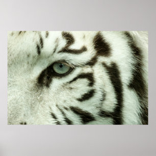 WHITE TIGER FACE POSTER