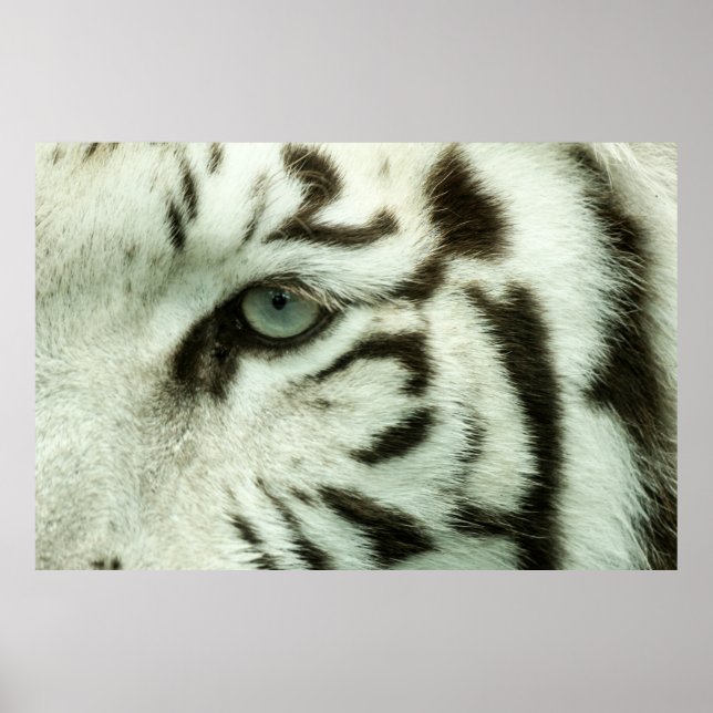 WHITE TIGER FACE POSTER (Front)