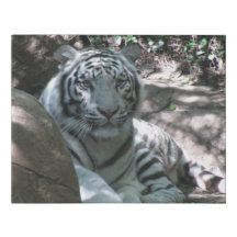 white tiger