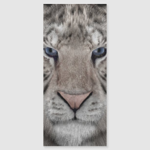 white_tiger_head