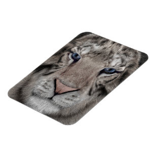 White Tiger Head Wildlife Aesthetic Magnet