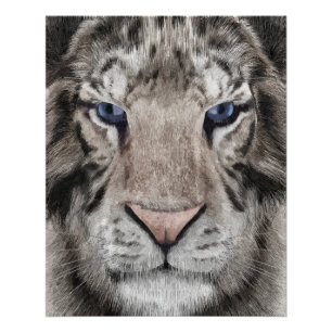 White Tiger Head Wildlife Aesthetic Poster