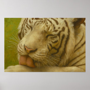 White Tiger in Private Grooming Ritual Poster