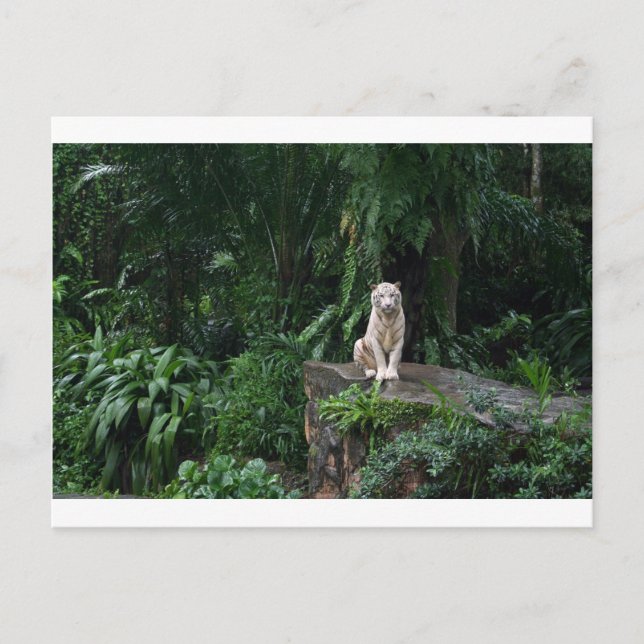 White Tiger in the Jungle Postcard (Front)