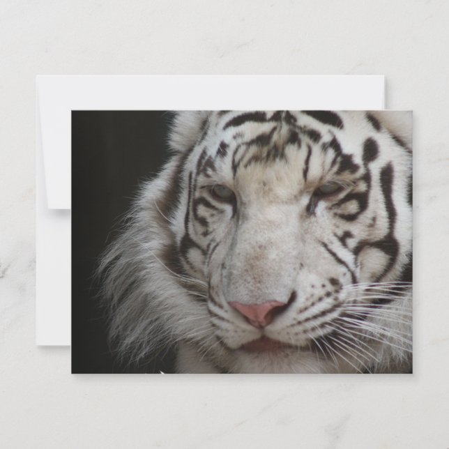 White Tiger Invitation (Front)