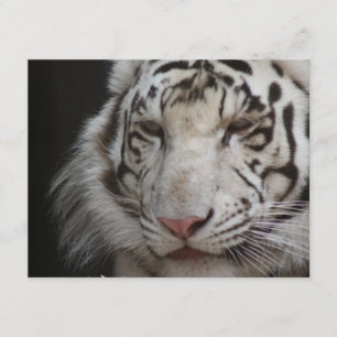White Tiger Invitation