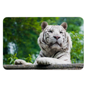 White Tiger magnet