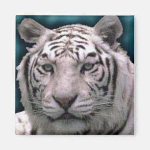 White Tiger, Magnet