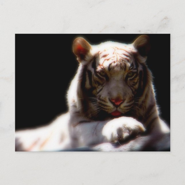 White Tiger Mirage Postcard (Front)