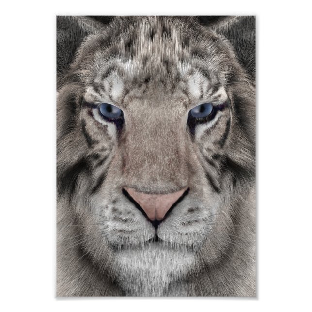 White Tiger Photo Print (Front)