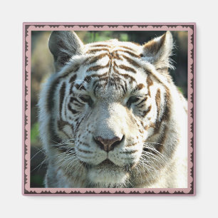 White Tiger Portrait with Warm Brown Markings Magnet