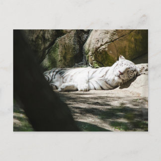 White Tiger Post Card