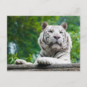 White Tiger postcard