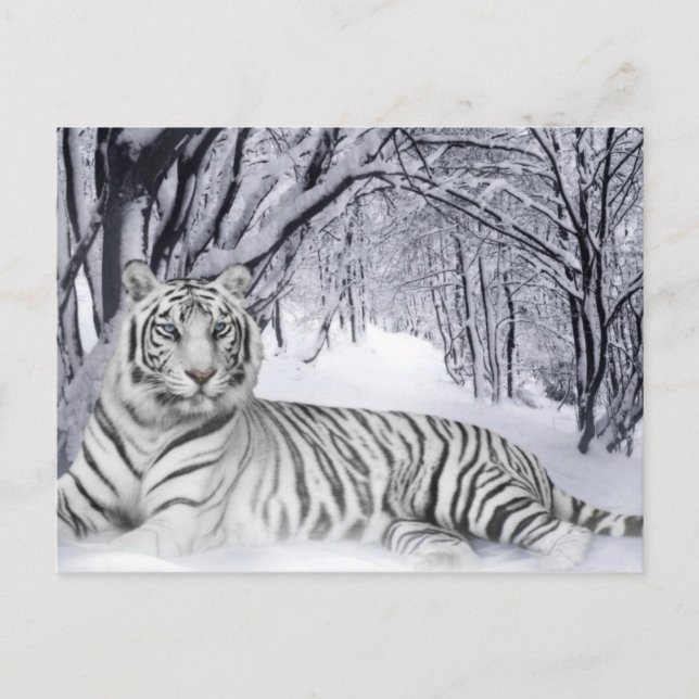 White TIger Postcard (Front)