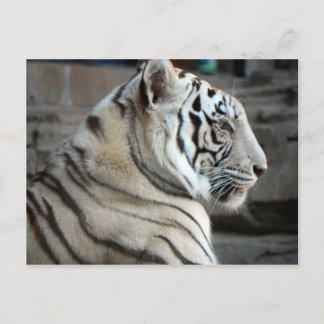 White Tiger Postcard
