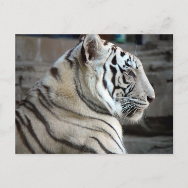 White Tiger Postcard (Front)