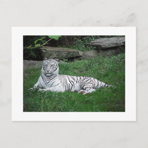 White Tiger Postcard