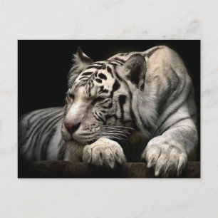 White Tiger Postcard