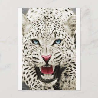white tiger postcard