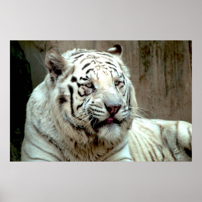 White Tiger Poster (Front)
