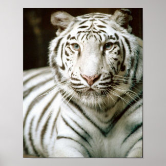 White Tiger Poster