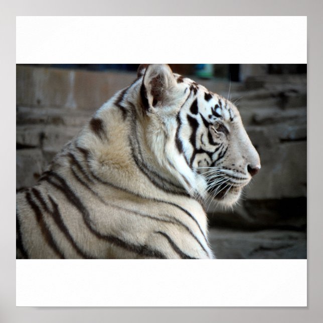 White Tiger Poster (Front)