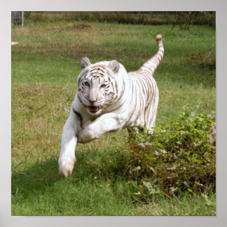 White Tiger Poster You Customise It