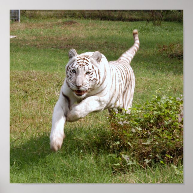 White Tiger Poster You Customise It (Front)
