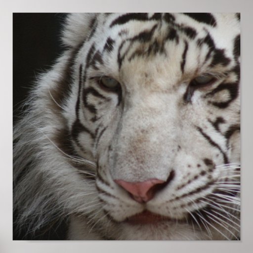 White Tiger Print | Zazzle