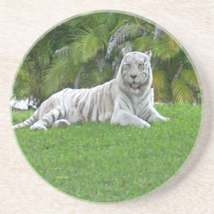 White Tiger Resting in Green Woodland Light Coaster