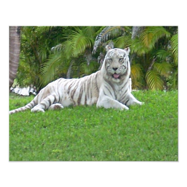 White Tiger Resting in Sunlit Grass Photo Print (Front)