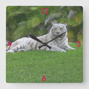 White Tiger Resting in Sunlit Green Meadow Square Wall Clock