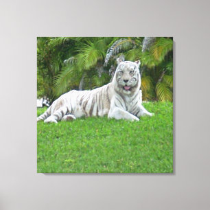 White Tiger Resting in Tranquil Green Meadow Canvas Print